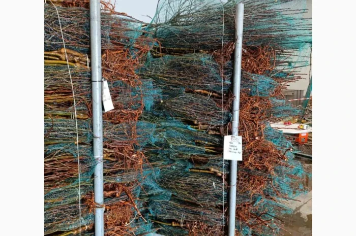 Саджанці яблунь від італійських розсадників- фото № 1