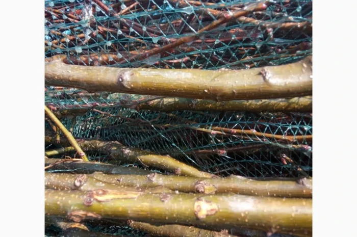 Саджанці яблунь від італійських розсадників- фото № 2