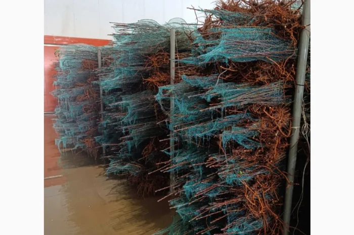 Саджанці яблунь від італійських розсадників- фото № 3