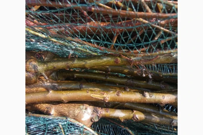 Саджанці яблунь від італійських розсадників- фото № 5