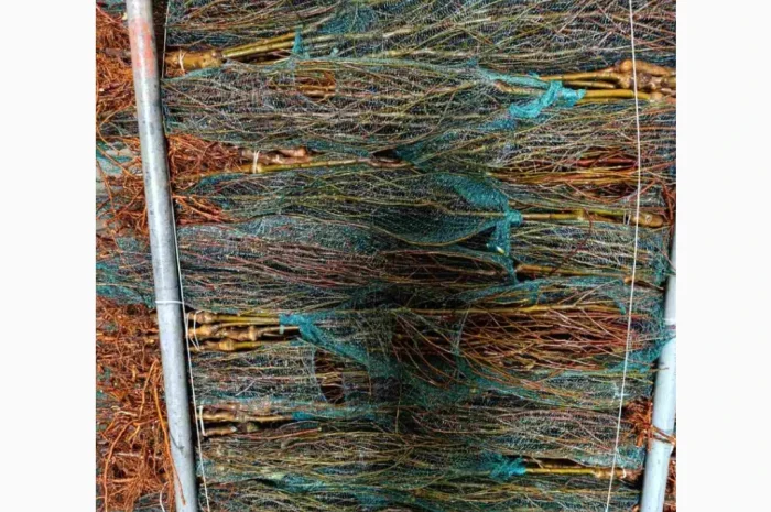 Саджанці яблунь від італійських розсадників- фото № 6