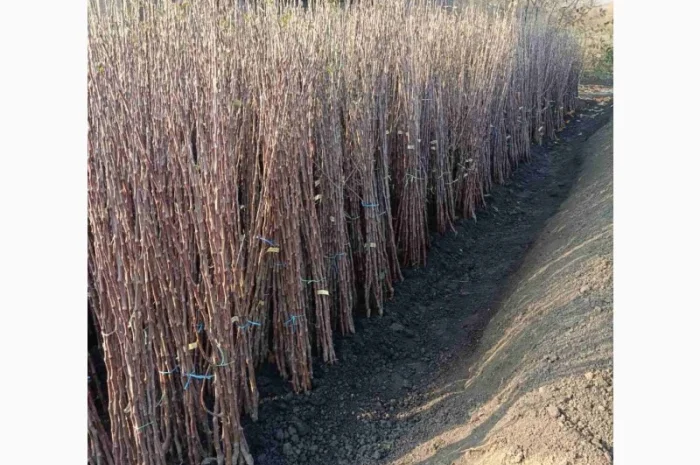 Саженцы яблонь оптом от производителя- фото № 1