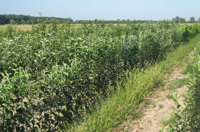 Саженцы яблони на продажу- фото № 14