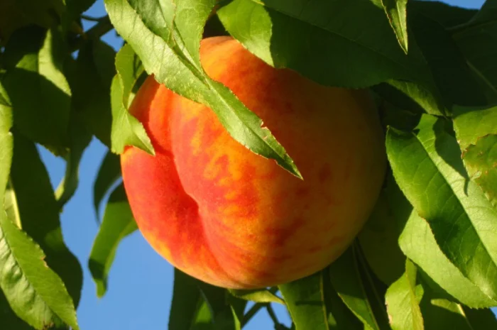 Саженцы яблони на продажу- фото № 9