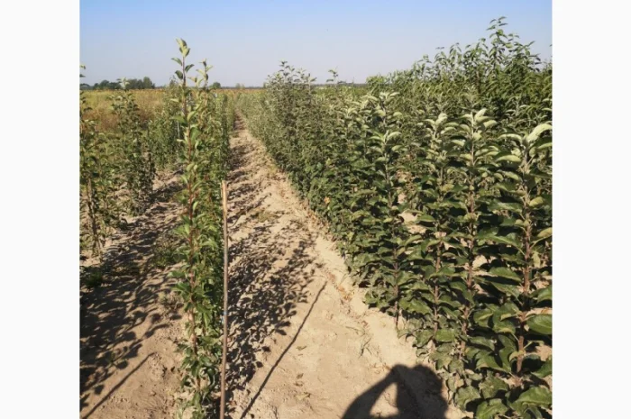 Саженцы яблони на продажу- фото № 1