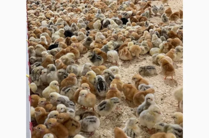 Курчата добові і підрощені оптом- фото № 1