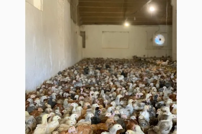 Курчата добові і підрощені оптом- фото № 10