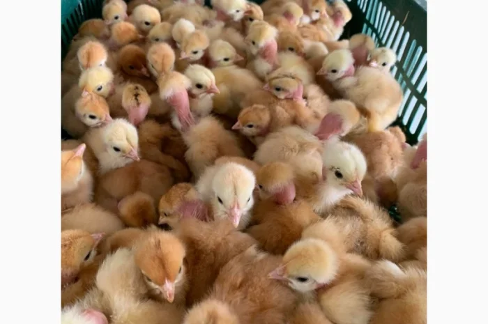 Курчата добові і підрощені оптом- фото № 11