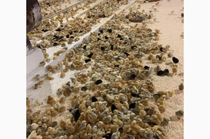 Курчата добові і підрощені оптом- фото № 12