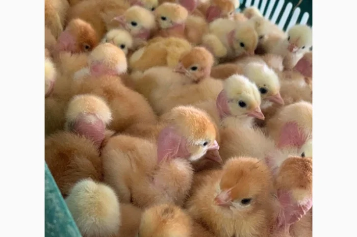 Курчата добові і підрощені оптом- фото № 13