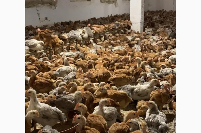 Курчата добові і підрощені оптом- фото № 2