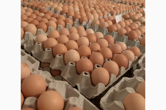 Курчата добові і підрощені оптом- фото № 3