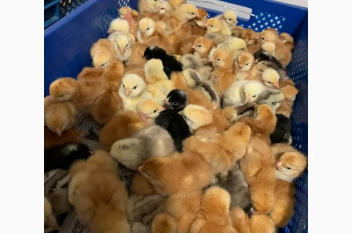 Курчата добові і підрощені оптом- фото № 4