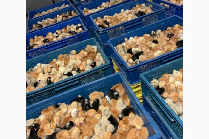 Курчата добові і підрощені оптом- фото № 5