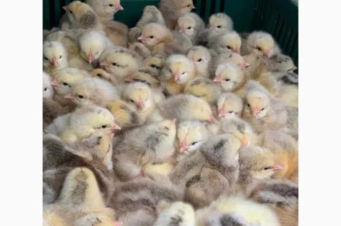 Курчата добові і підрощені оптом- фото № 6