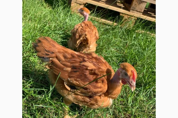 Курчата добові і підрощені оптом- фото № 7