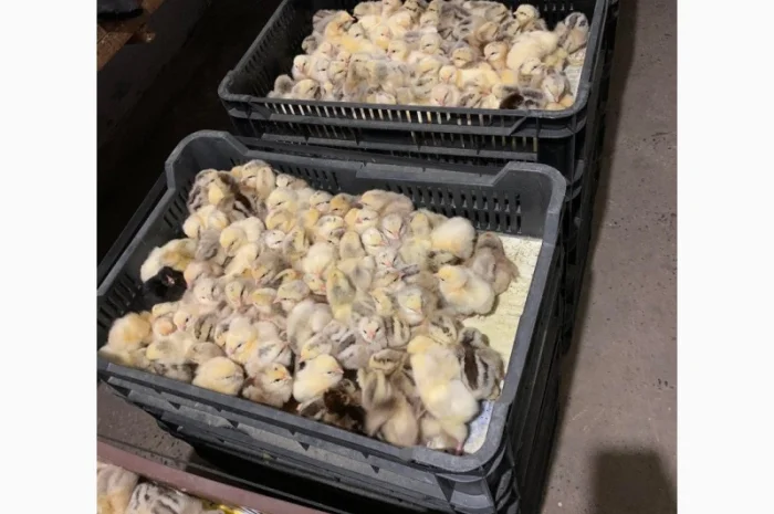 Курчата добові і підрощені оптом- фото № 8