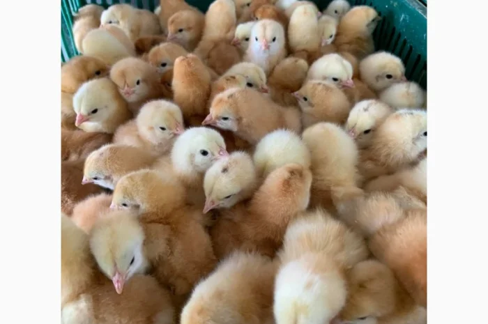 Курчата добові і підрощені оптом- фото № 9