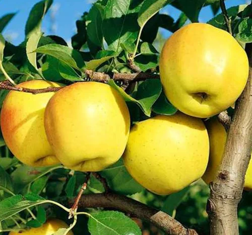 Саженцы яблони Голден Делишес - 2 года- фото № 1