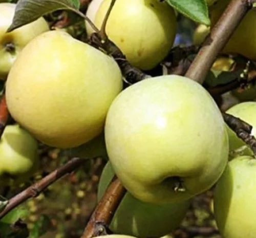 Саджанці яблуні Антонівка - 2-річні- фото № 1