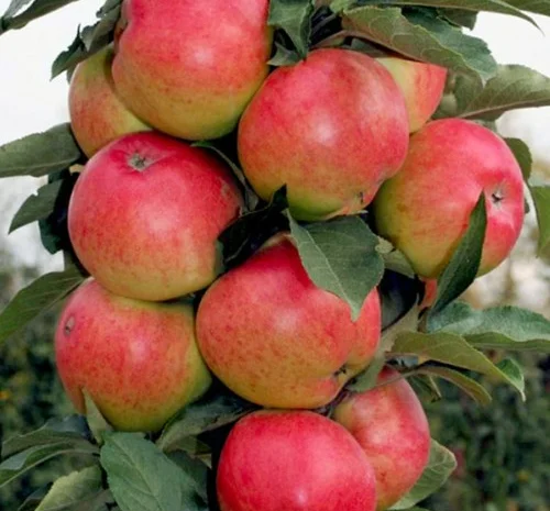 Саженцы колоновидной яблони Валюта- фото № 1