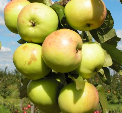 Саджанці колоновидної яблуні Малюха у продажу- фото № 1