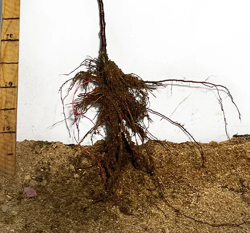 Саджанці колоновидної яблуні Малюха у продажу- фото № 3