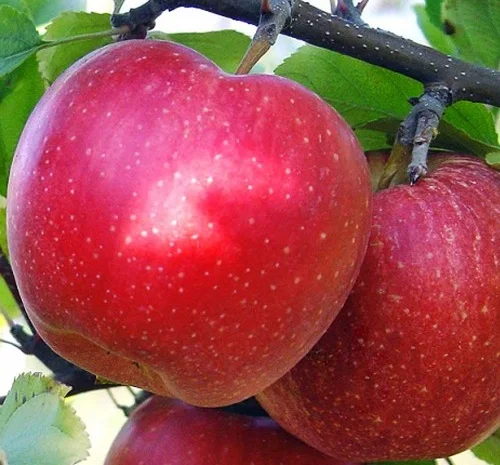 Саджанці яблуні Гала - 2-річні- фото № 1