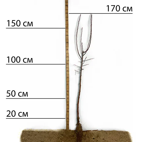 Саджанці яблуні Гала - 2-річні- фото № 2