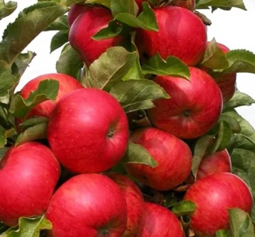 Саженцы колоновидной яблони Джина- фото № 1