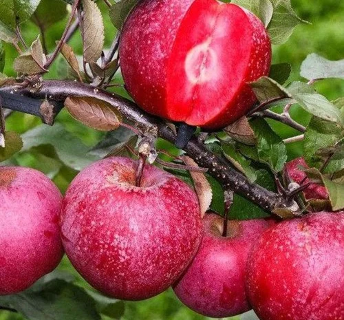 Саженцы яблони Бая Мариса (красно-мякотная) - 1 год- фото № 1