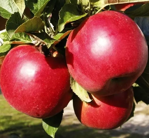 Саджанці яблуні Айдаред - 2-річні- фото № 1