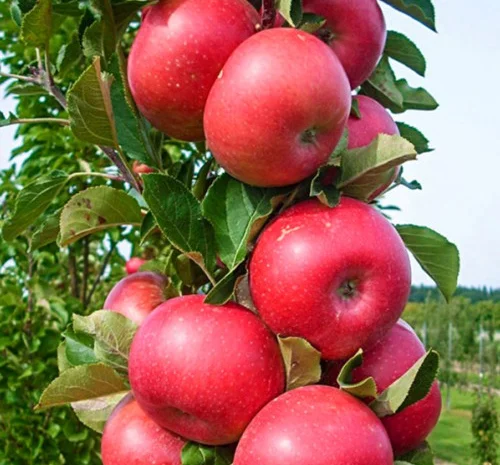 Саженцы колоновидной яблони Арбат в Черновцах- фото № 1