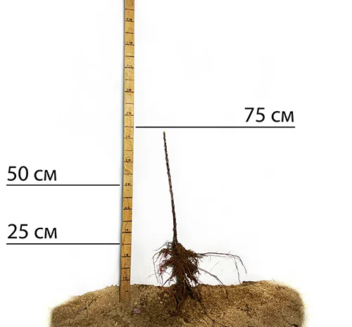 Саженцы колоновидной яблони Арбат в Черновцах- фото № 2
