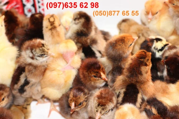 Домашні добові різнокольорові курчата в асортименті- фото № 10