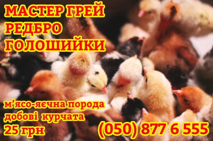 Домашні добові різнокольорові курчата в асортименті- фото № 9