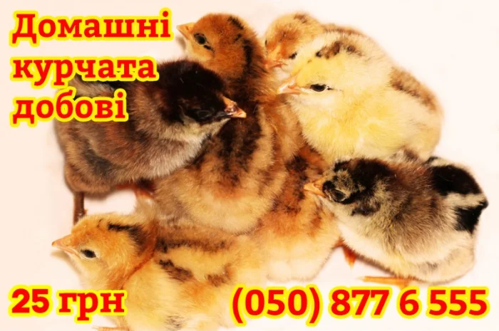 Домашні добові різнокольорові курчата в асортименті- фото № 8