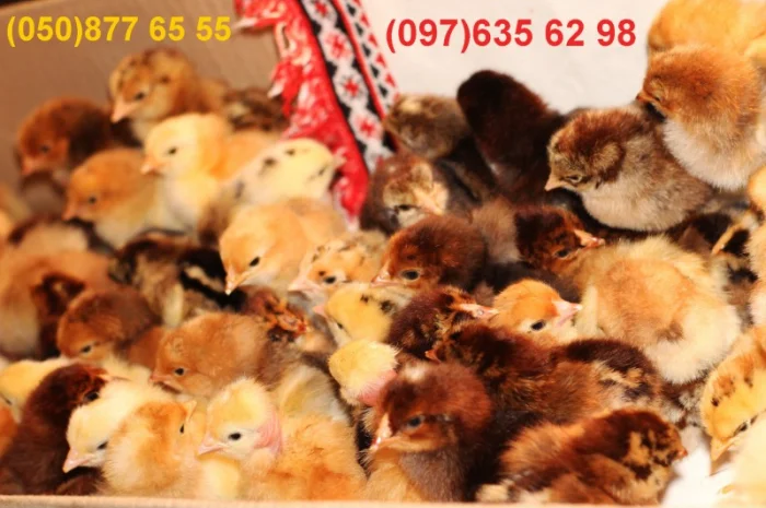 Домашні добові різнокольорові курчата в асортименті- фото № 7