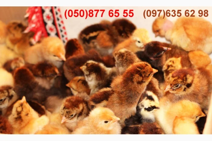 Домашні добові різнокольорові курчата в асортименті- фото № 6