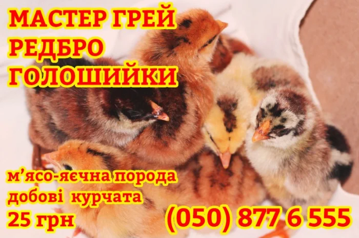 Домашні добові різнокольорові курчата в асортименті- фото № 4