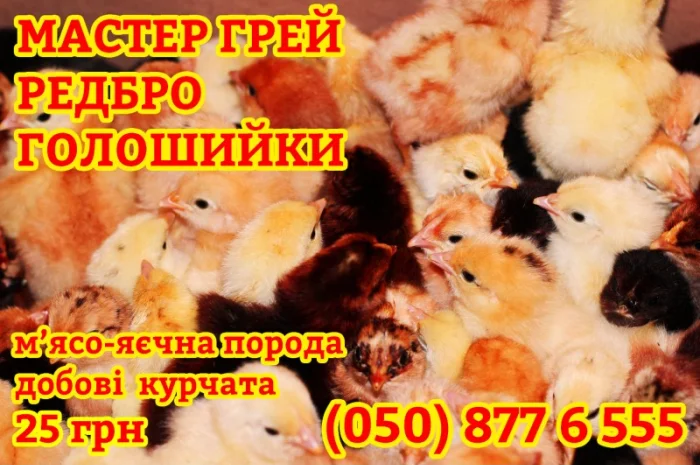 Домашні добові різнокольорові курчата в асортименті- фото № 3