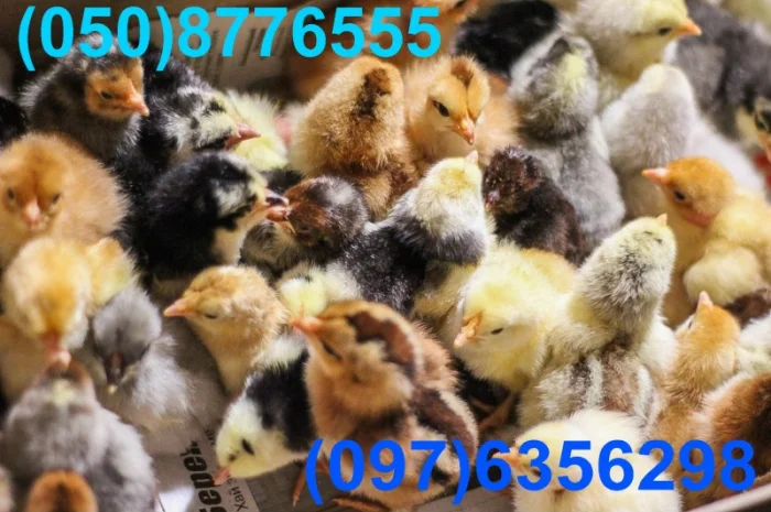 Домашні добові різнокольорові курчата в асортименті- фото № 19