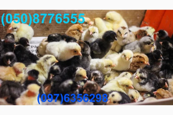 Домашні добові різнокольорові курчата в асортименті- фото № 18