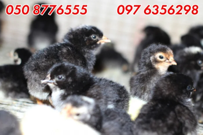 Домашні добові різнокольорові курчата в асортименті- фото № 17