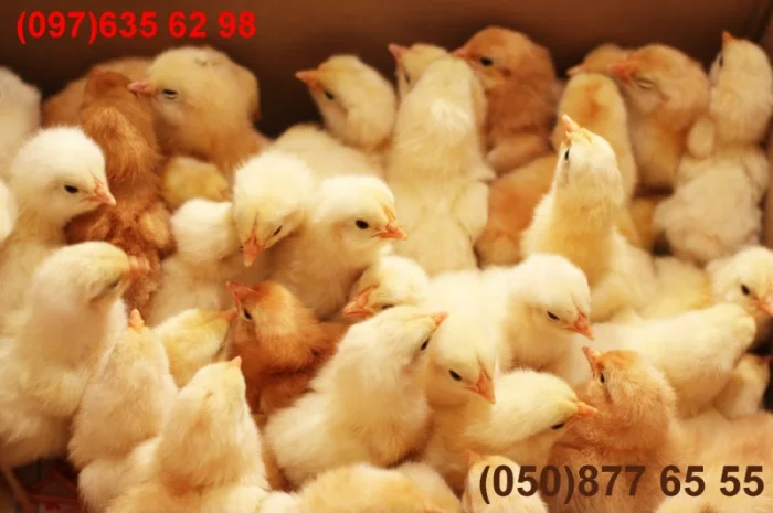 Домашні добові різнокольорові курчата в асортименті- фото № 16