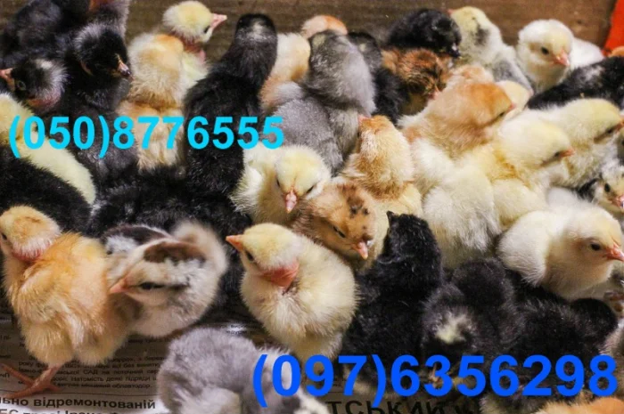Домашні добові різнокольорові курчата в асортименті- фото № 15