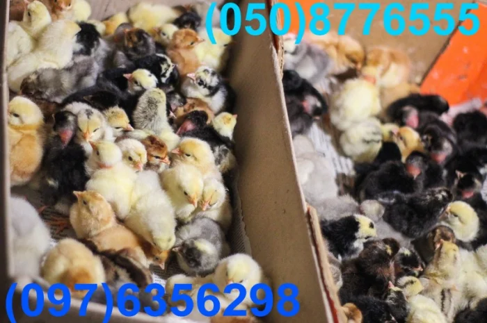 Домашні добові різнокольорові курчата в асортименті- фото № 13