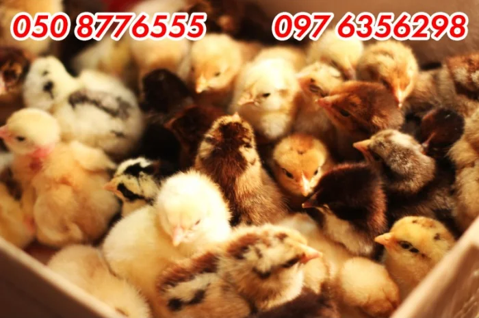 Домашні добові різнокольорові курчата в асортименті- фото № 12