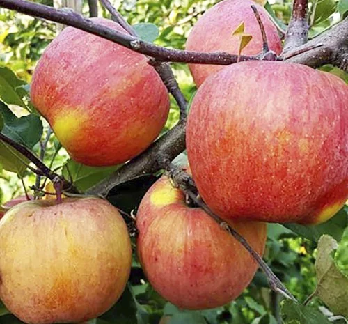 Саджанці яблуні Фуджі - 2 роки- фото № 2