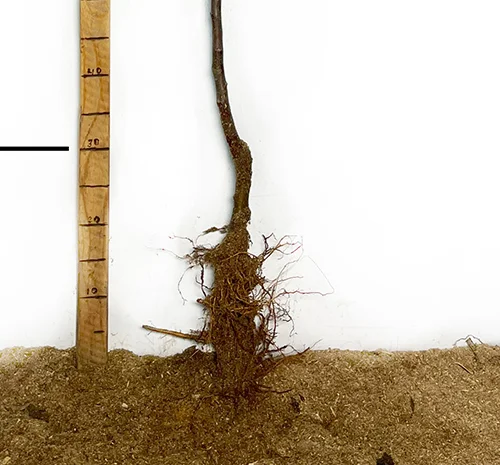 Саджанці яблуні Глостер - 1 рік- фото № 2